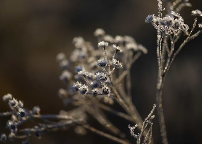 Frost-Covered Wildflowers