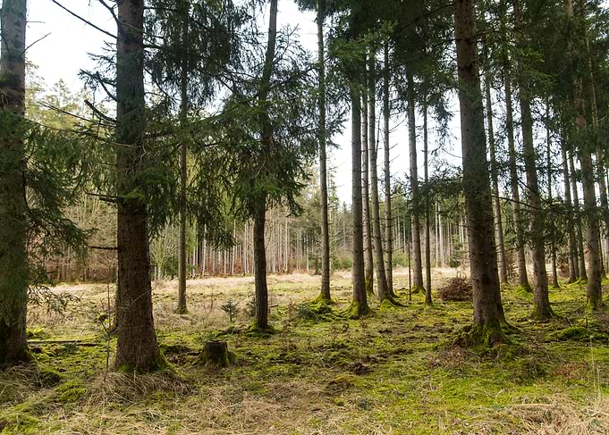 Forest Clearing