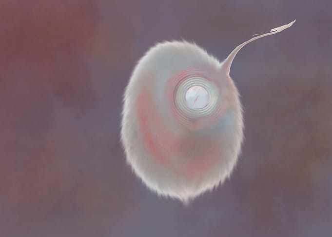 Fluffy Egg