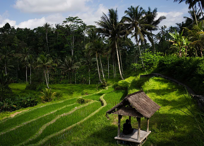 Tropical Rice Paddy Landscape