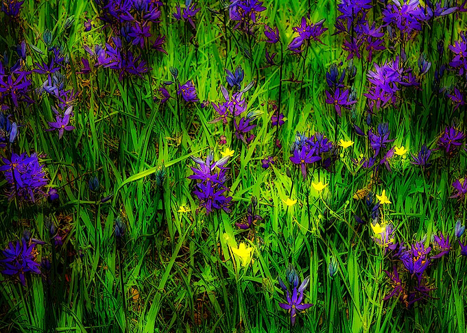 Camas Lilies
