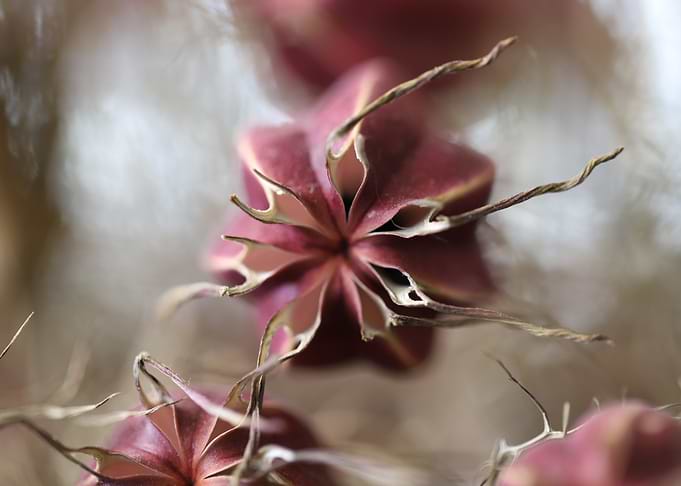 Dried Flower Close-Up