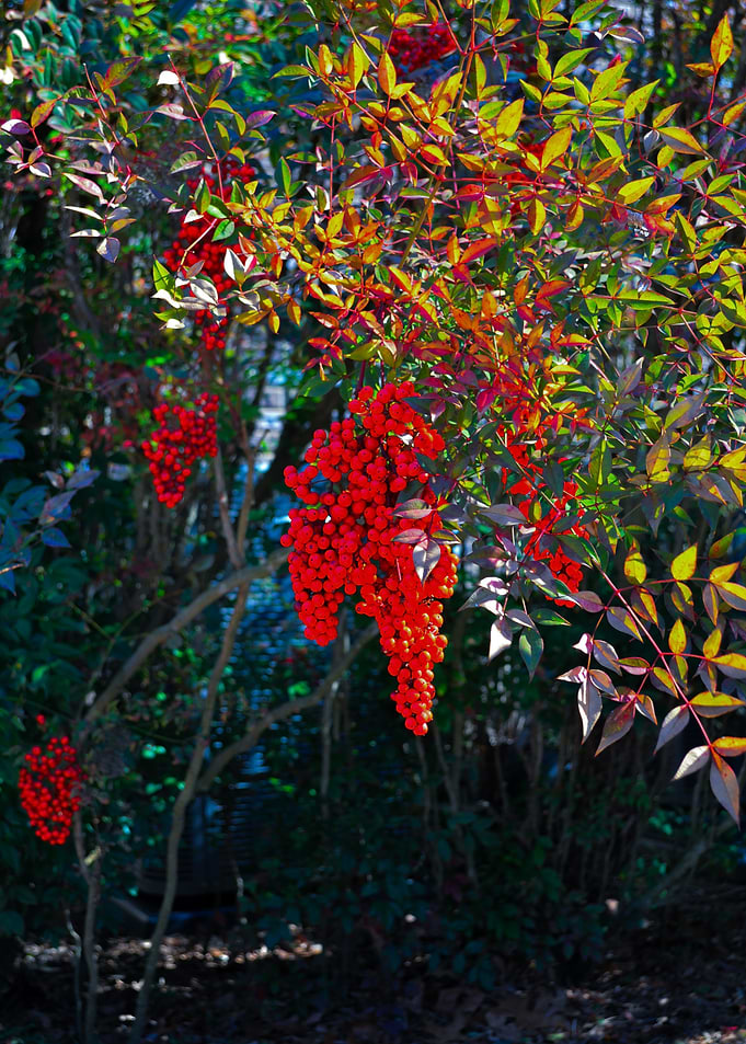 Red Berries
