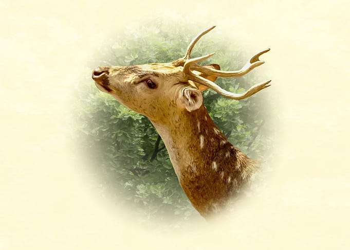 Deer Portrait