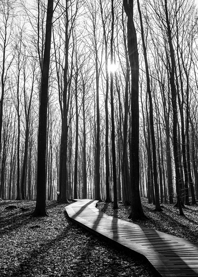 Forest Path