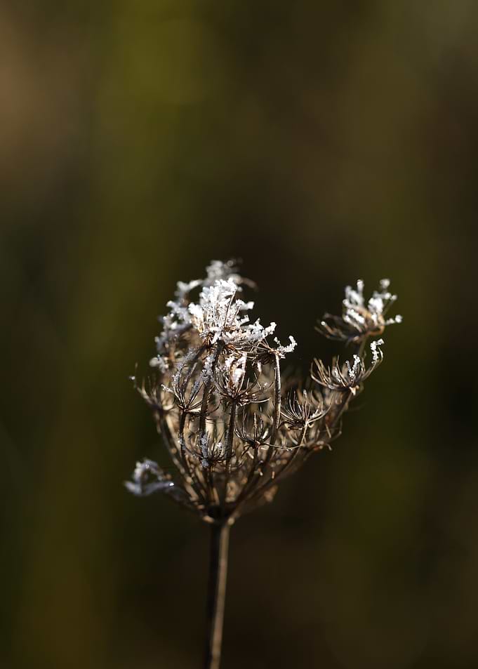 Frosted Wildflower