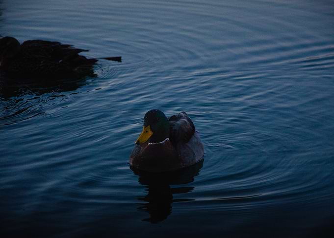 Mallard Duck on Calm Water