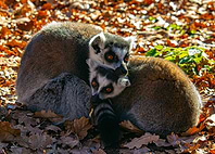 Lemur Family Huddle