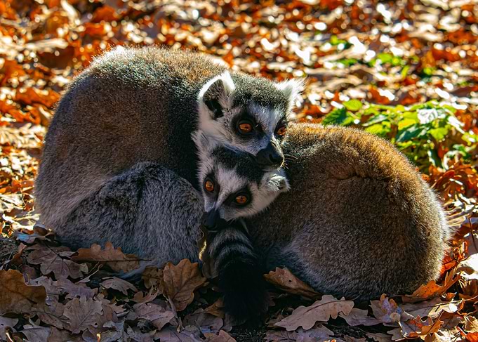 Lemur Family Huddle