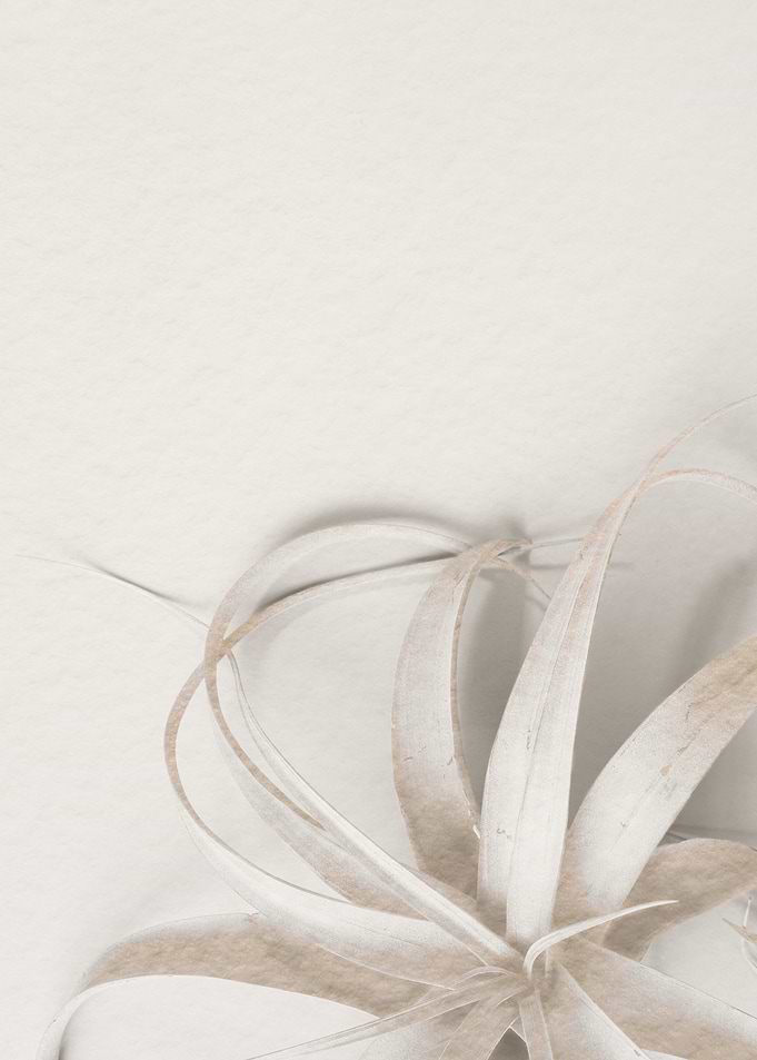 Air Plant on White Background