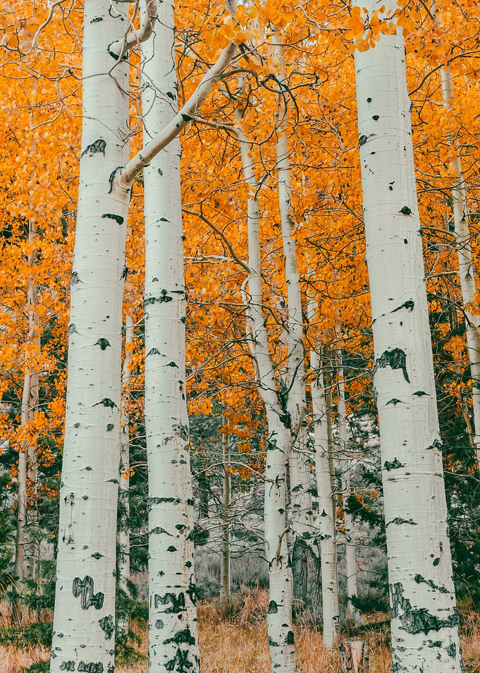 Aspen Trees in Autumn