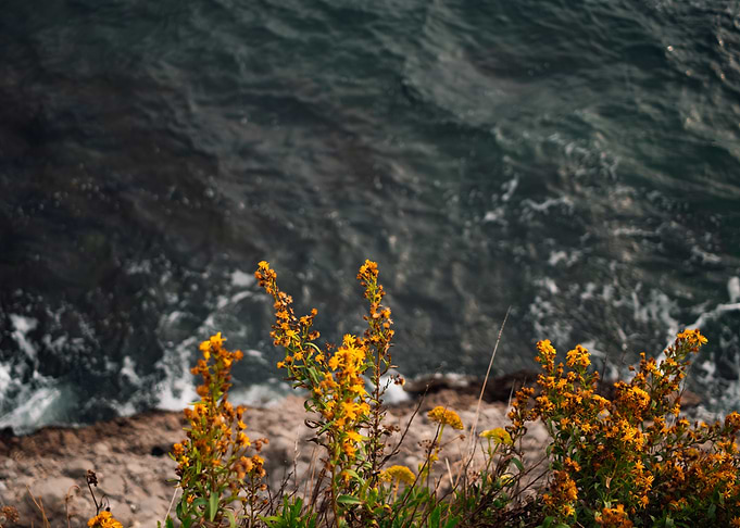 Wildflowers on the Cliff Edge