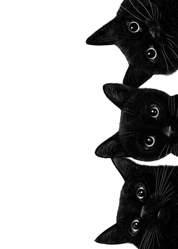 Three Black Cats