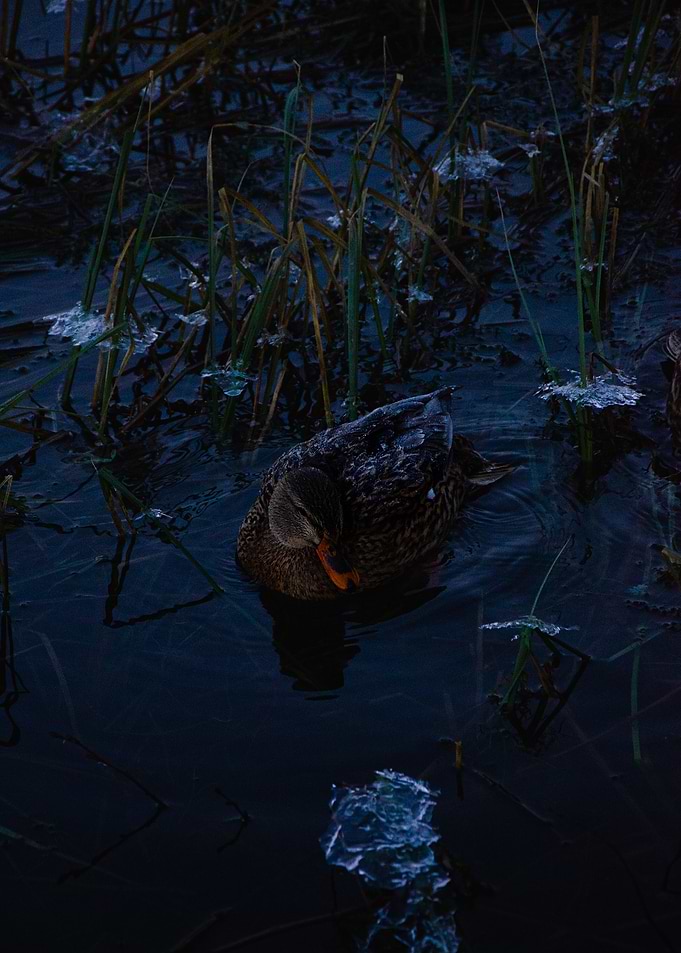 Duck in a Frozen Pond