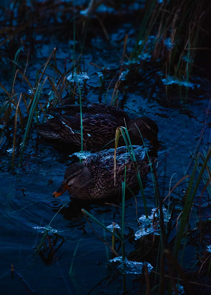 Ducks in a Frozen Pond
