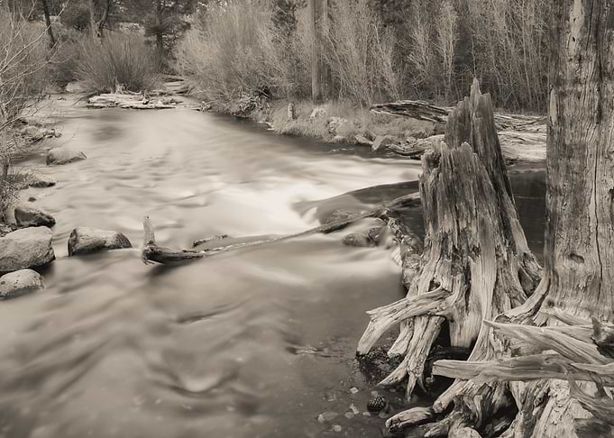 River and Tree Roots
