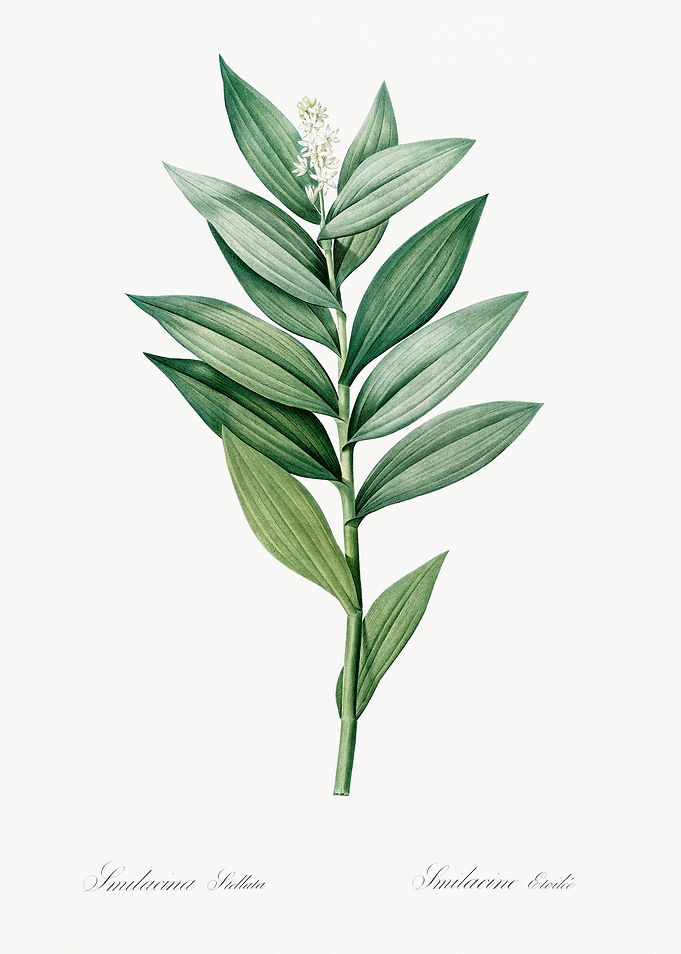 Botanical Illustration of Smilacina