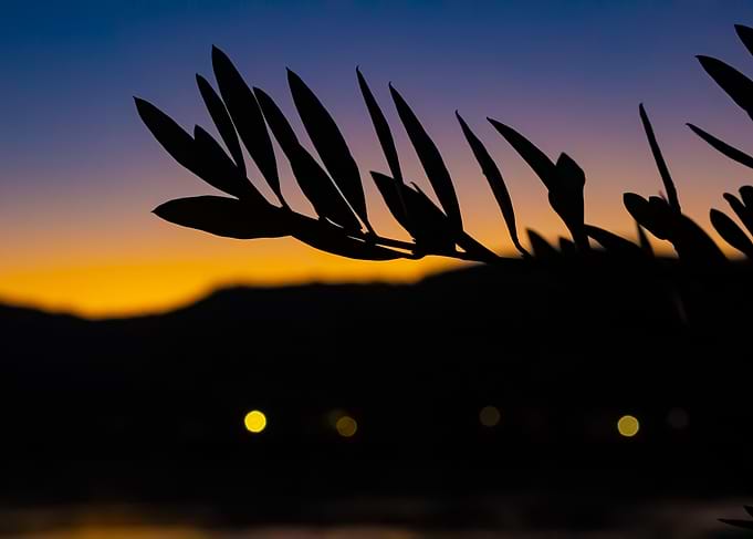 Silhouette Sunset