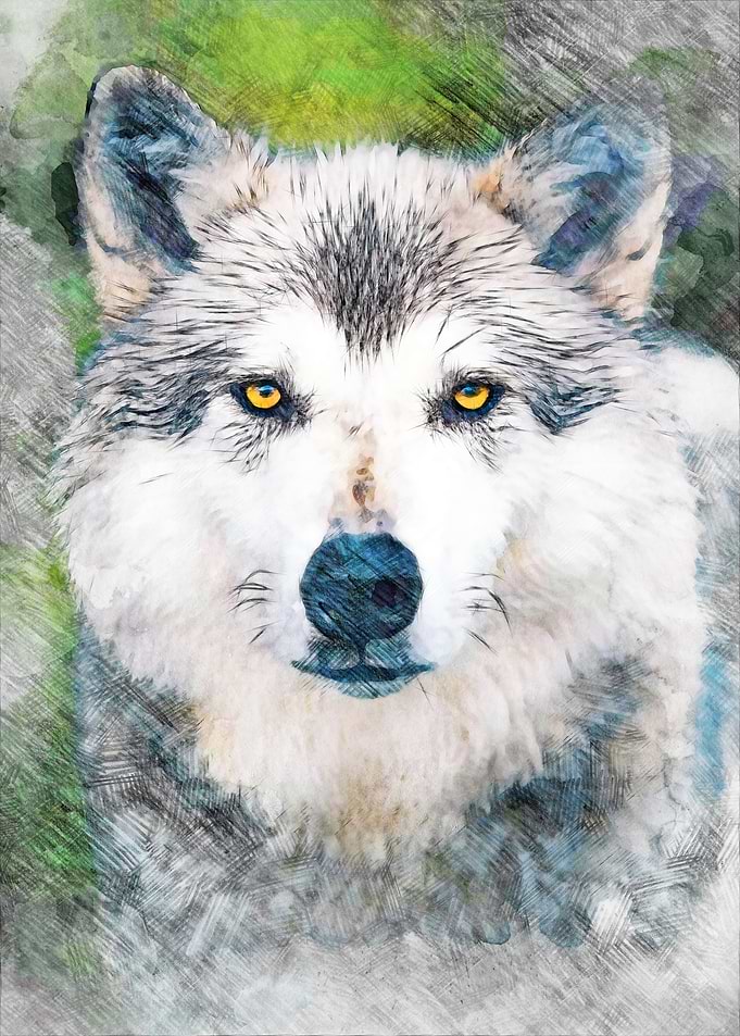 Wolf Portrait Sketch