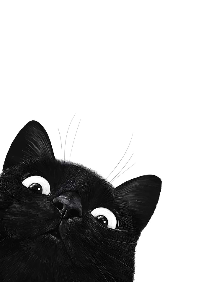Curious Black Cat