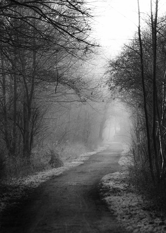 Foggy Forest Path