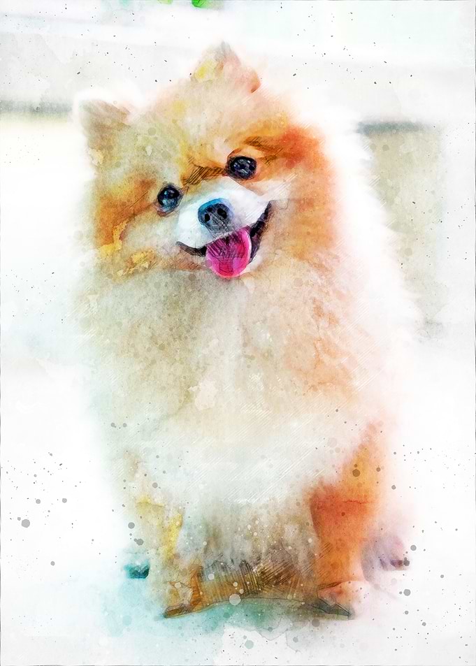 Smiling Pomeranian Watercolor