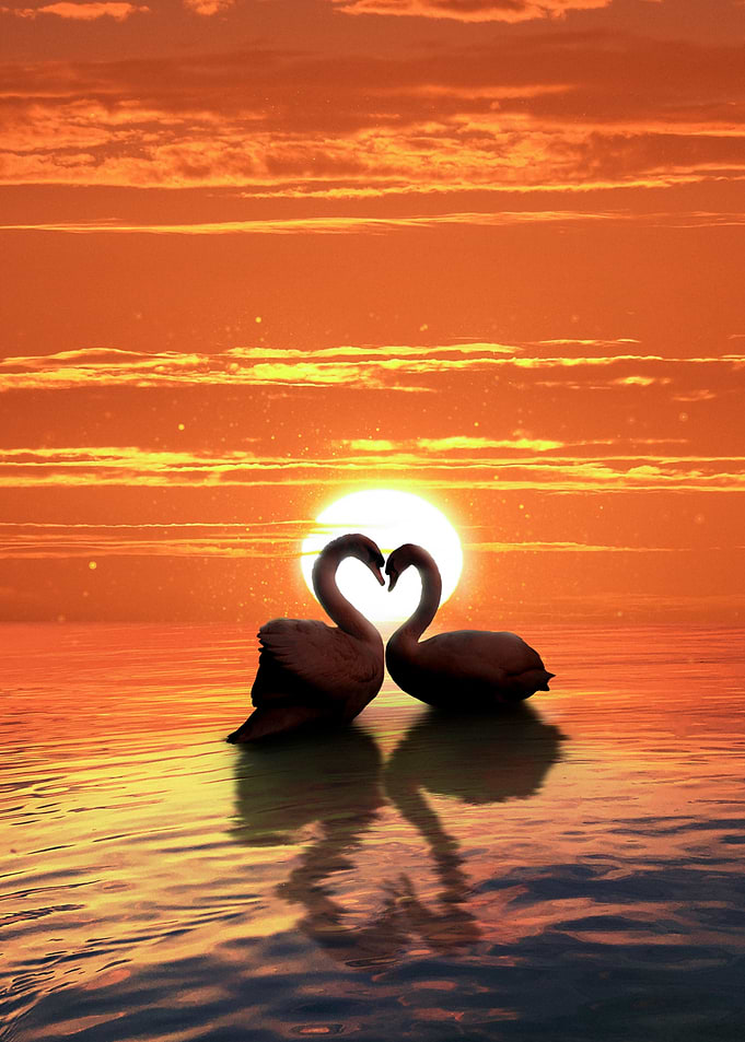 Swans at Sunset