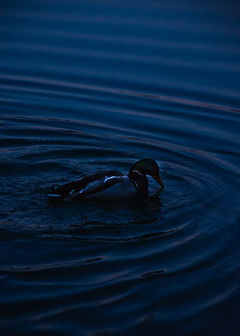 Duck on Rippling Water