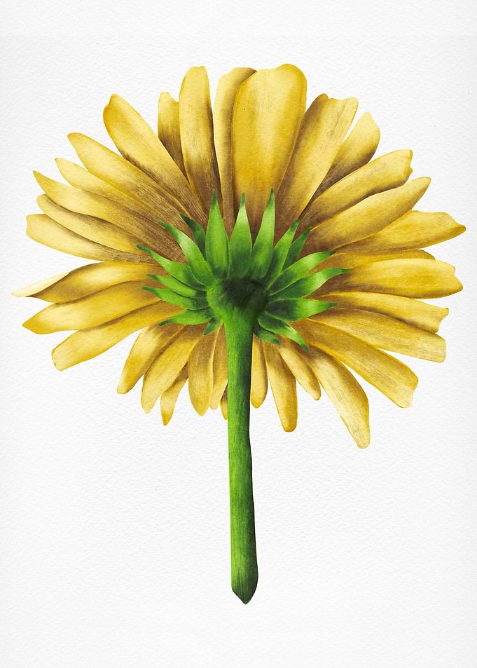 Yellow Flower Backside