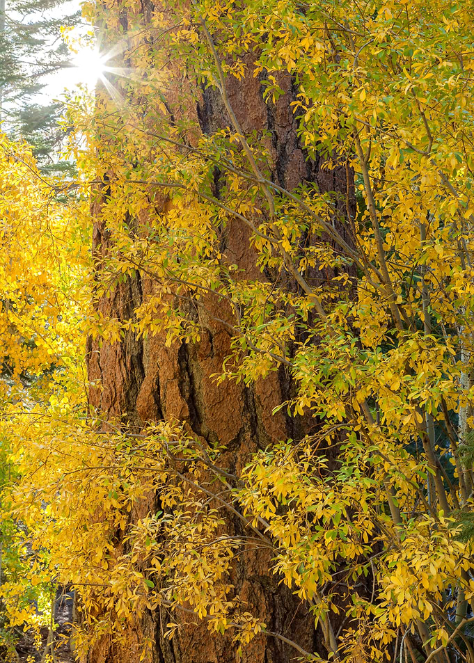 Autumn Tree Bark