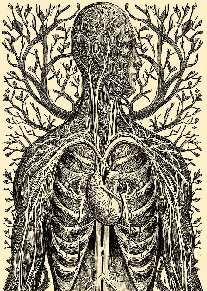 Human Anatomy Tree