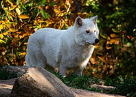 Arctic Wolf in Autumn