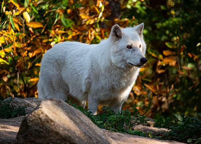 Arctic Wolf in Autumn