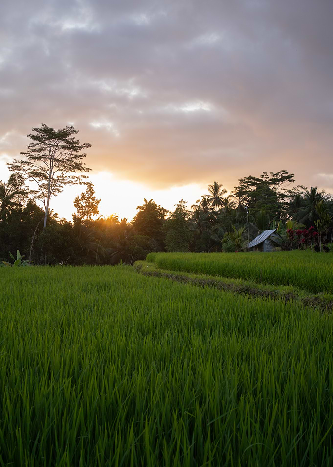 Sunset Over Rice Paddy