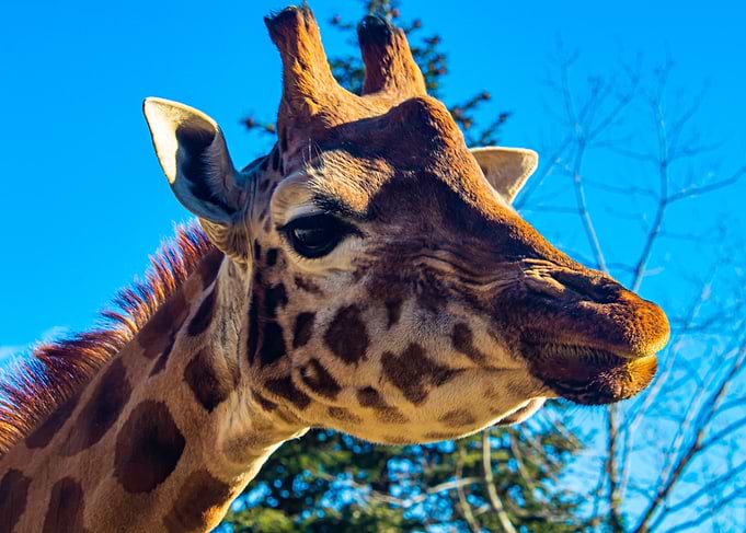 Giraffe Close-Up