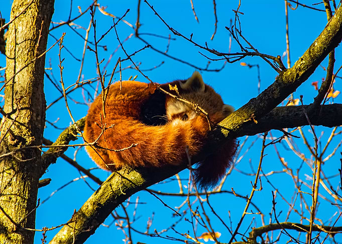 Red Panda Sleeping in Tree