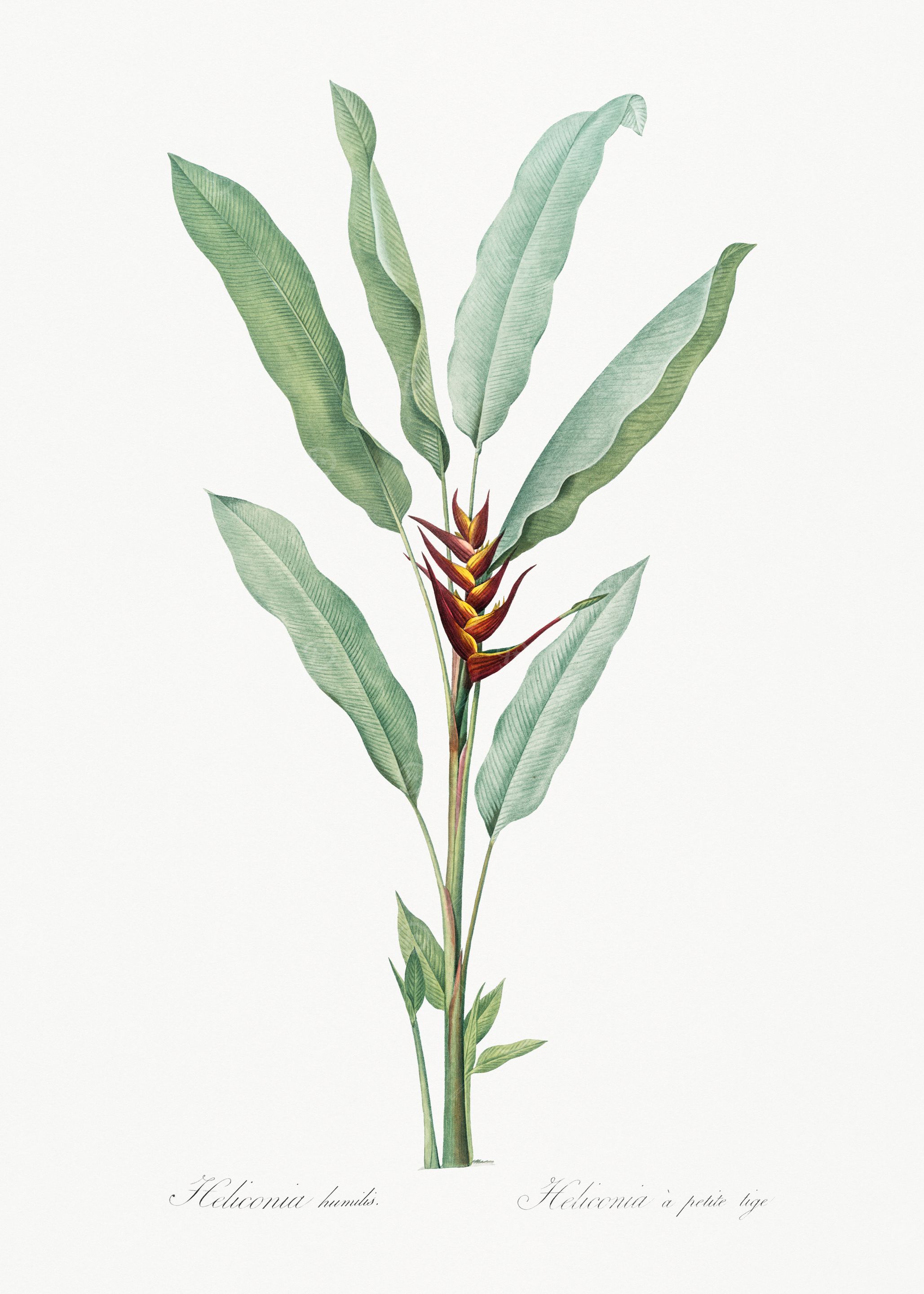 Heliconia humilis Illustration