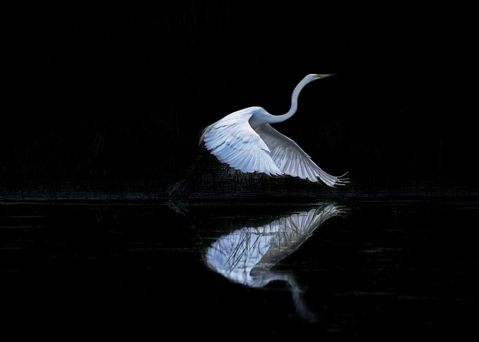 egret night