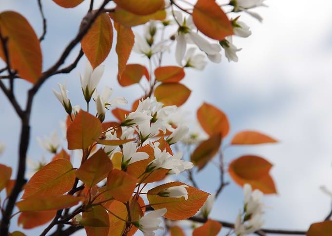 White Flowers and Orange Leaves