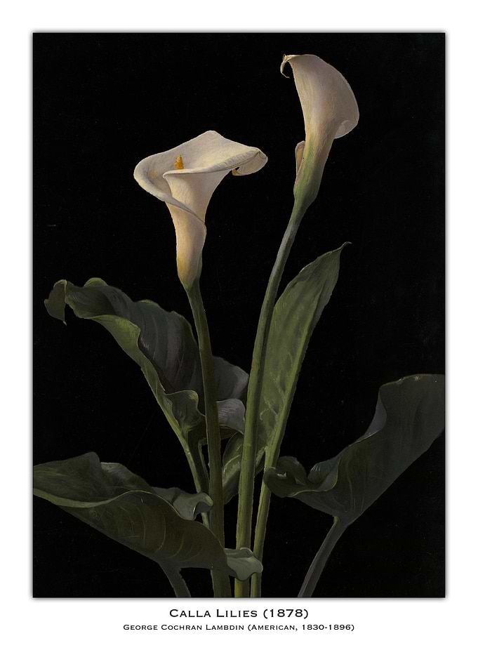 Calla Lilies Painting