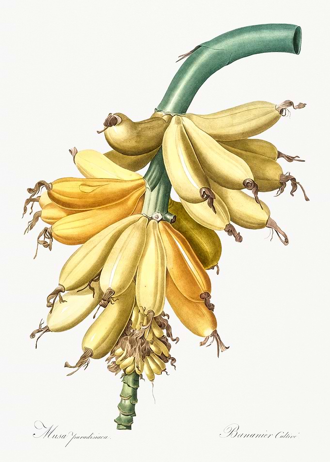 Banana Bunch Illustration