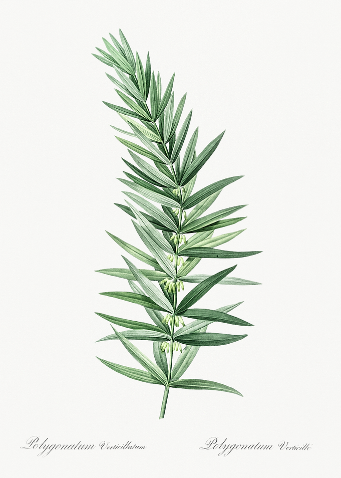 Polygonatum Verticillatum Illustration