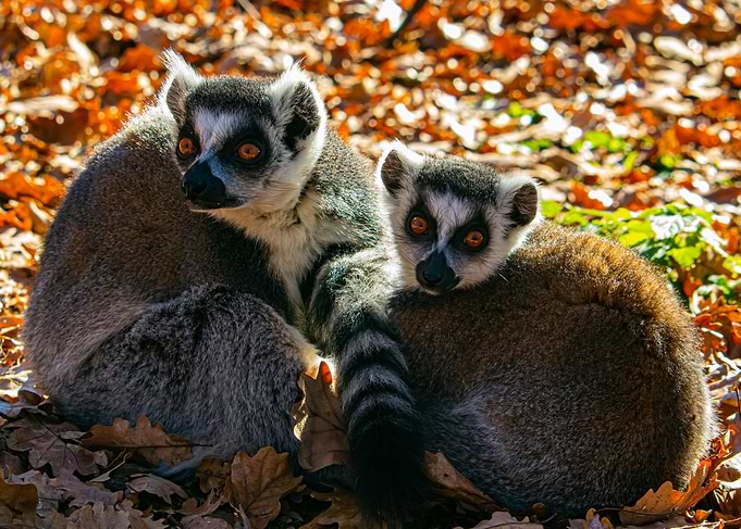 Two Lemurs in Autumn Leaves
