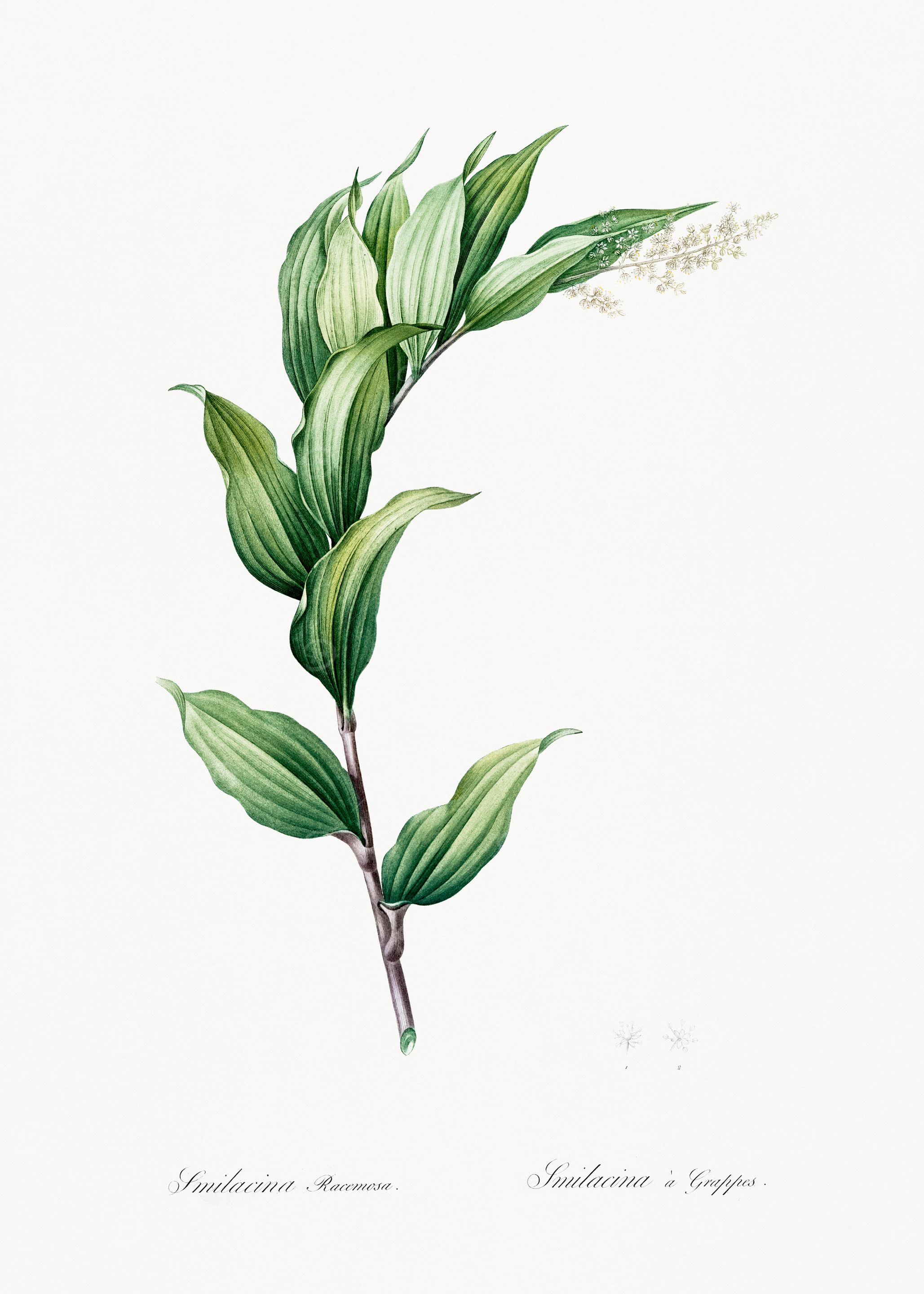 Botanical Illustration of Smilacina