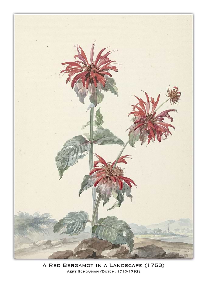Red Bergamot Watercolor