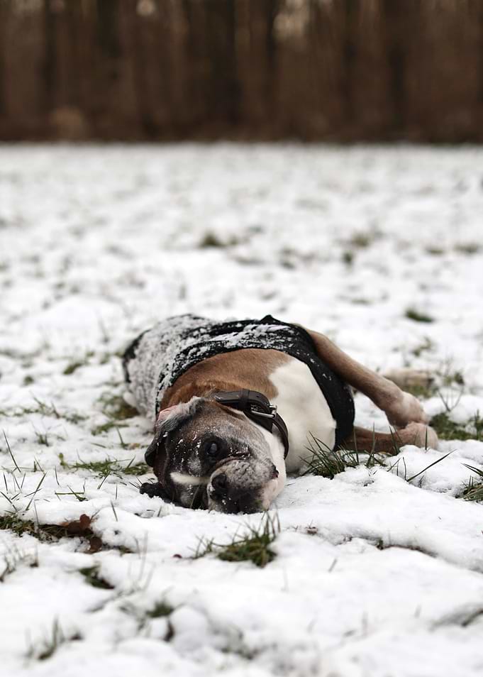 Boxer Dog in Winter