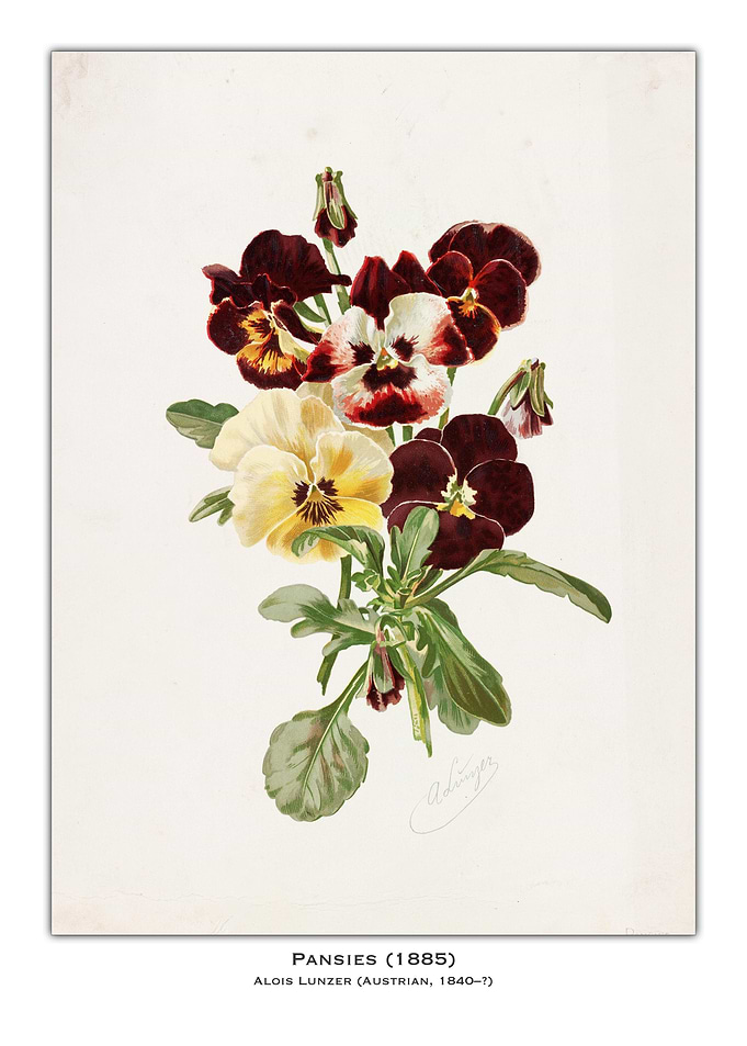 Vintage Pansy Illustration