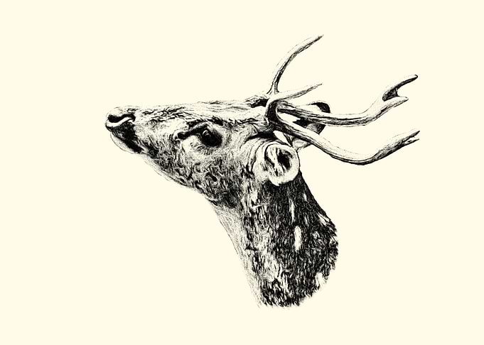 Deer Head Sketch
