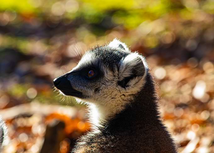 Lemur Portrait