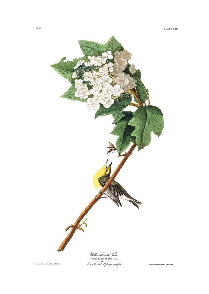 The Birds of America - Yellow-throated Vireo